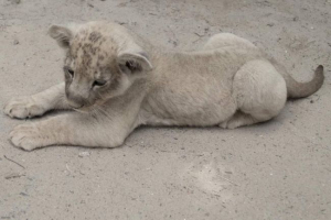 V gelendzhik, místní fotograf byli erekce lionca: trestní případ V gelendzhik, místní fotograf byli erekce lionca: trestní případ